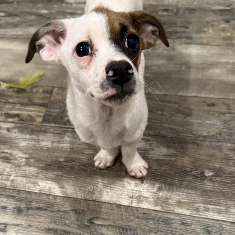 Banana Pepper thumbnail 2