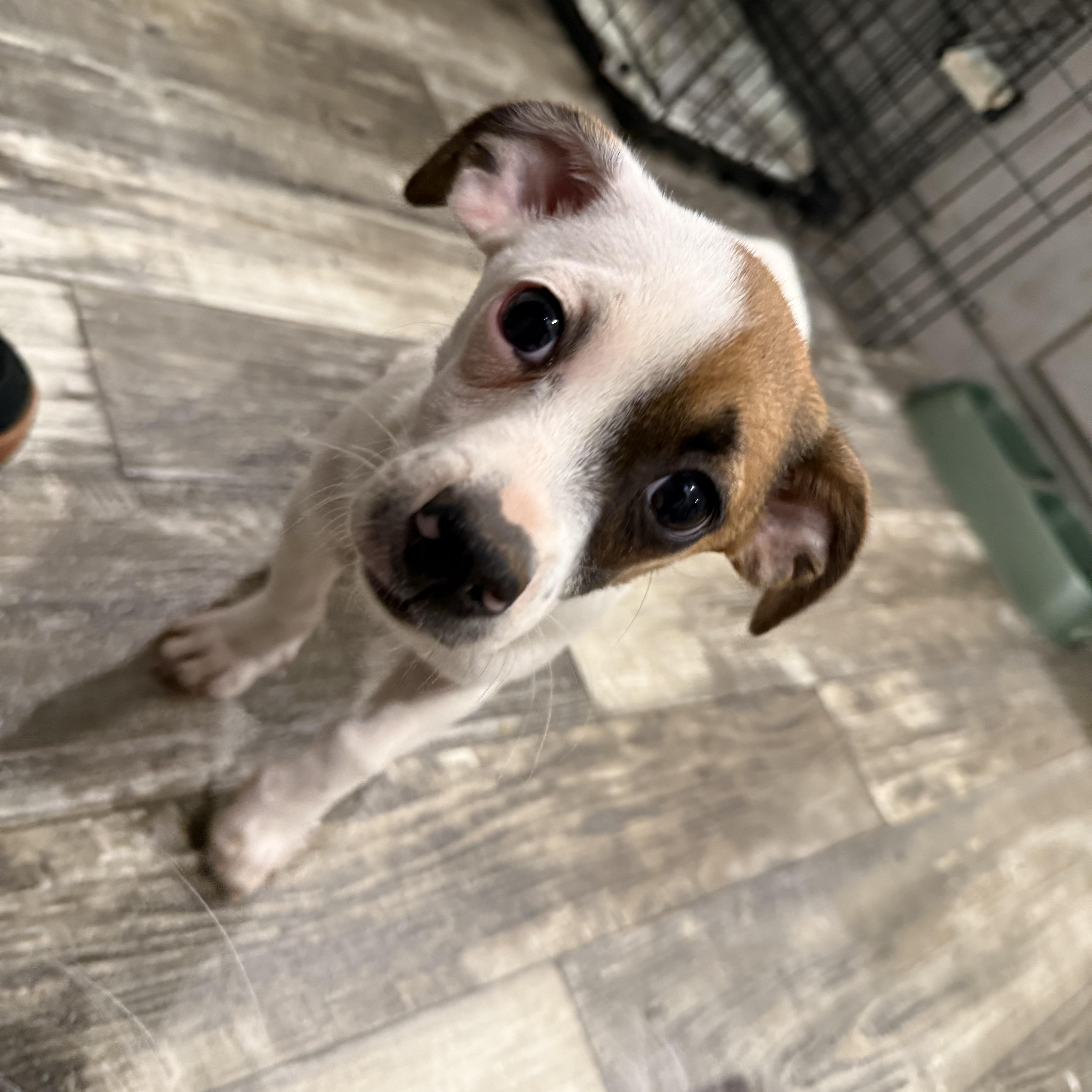 Banana Pepper thumbnail 3