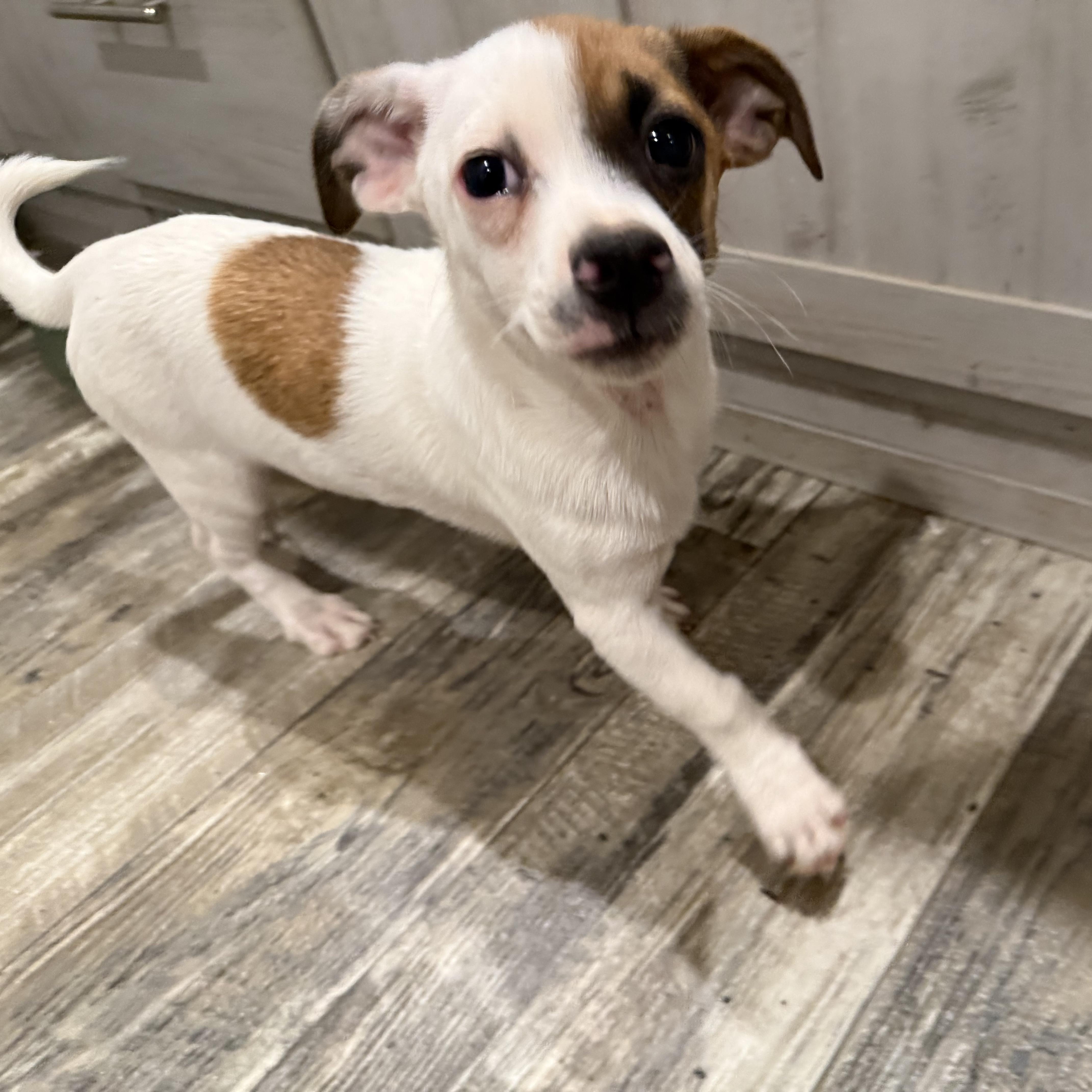 Banana Pepper thumbnail 4