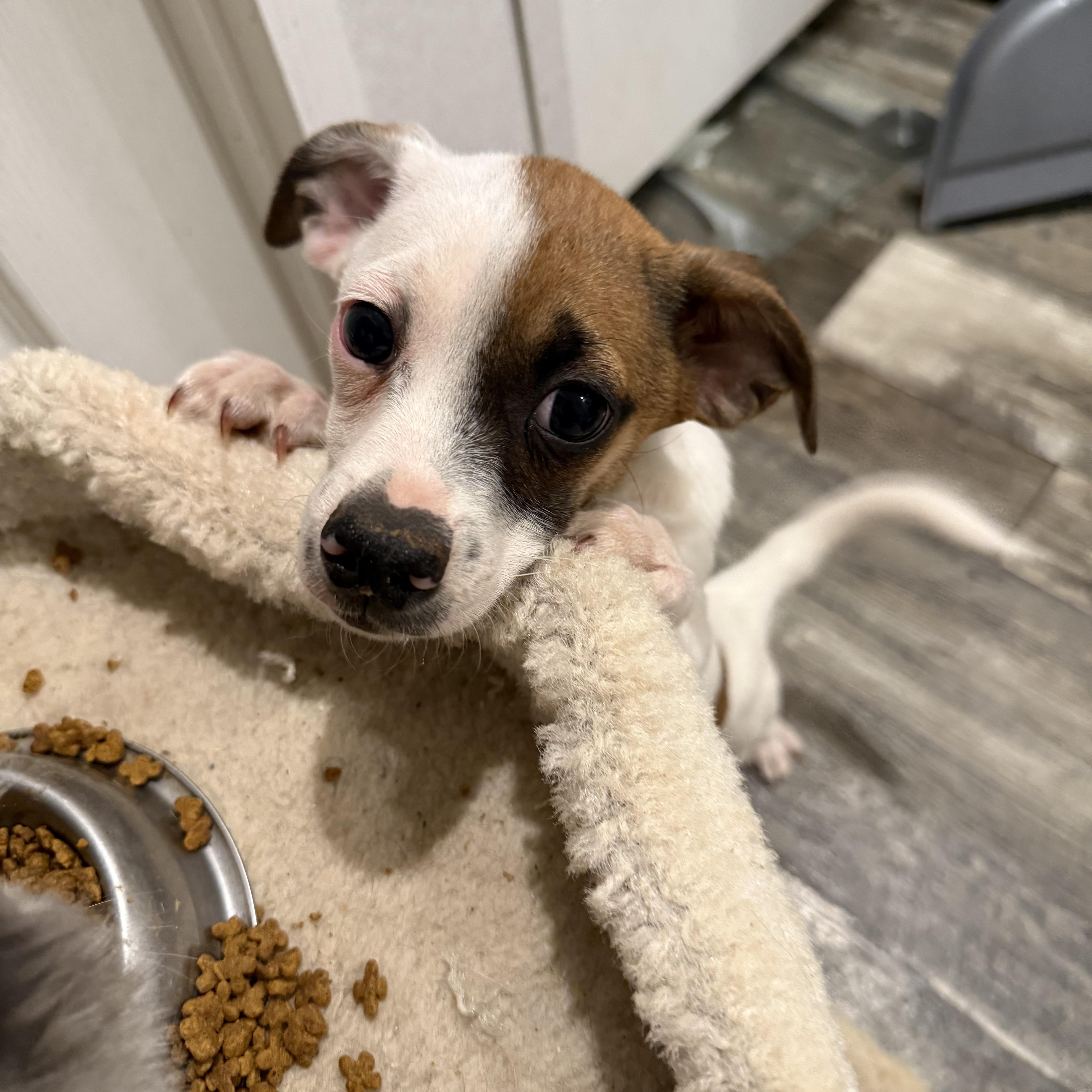 Banana Pepper thumbnail 5