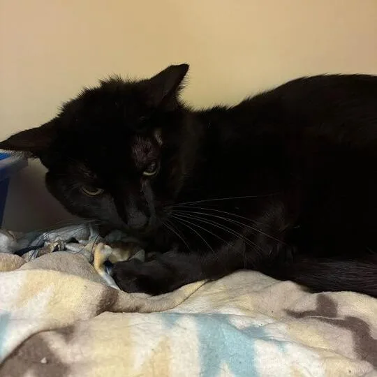 An adult medium-sized male Black Domestic Short Hair cat named Sea Urchin for adoption in Dayton, OH