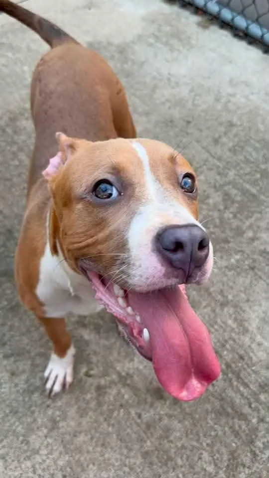 A young medium-sized female Golden Pit Bull Terrier dog named Silly Putty for adoption in Crete, IL