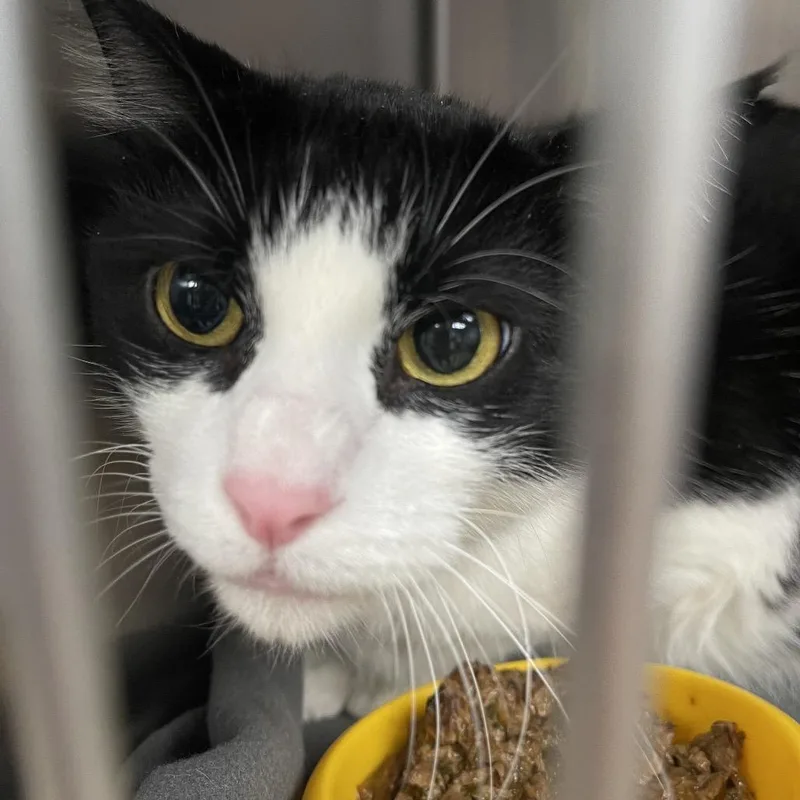 An adult large-sized male Black Domestic Short Hair cat named Wario for adoption in Henderson, KY
