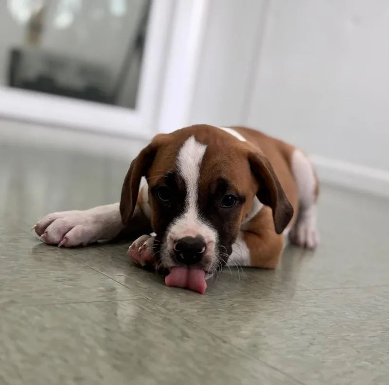 A baby large-sized male Mixed Breed dog named Sleepy for adoption in Danielsville, GA