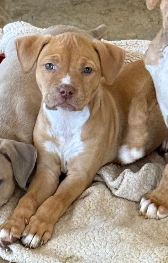 A young large-sized female Boxer dog named Olive Fka Bailee for adoption in St. Augustine, FL