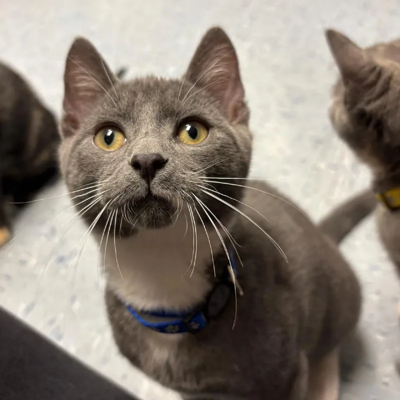 A young small-sized male Gray / Blue / Silver Domestic Short Hair cat named Koopa for adoption in Hopewell, VA