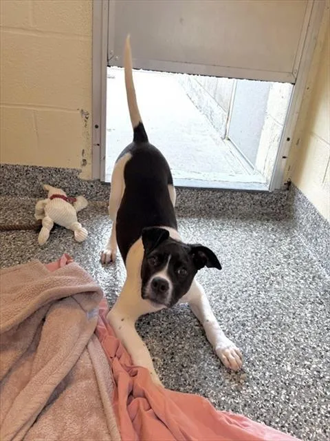 A baby medium-sized female Labrador Retriever dog named Carrie for adoption in Boston, MA