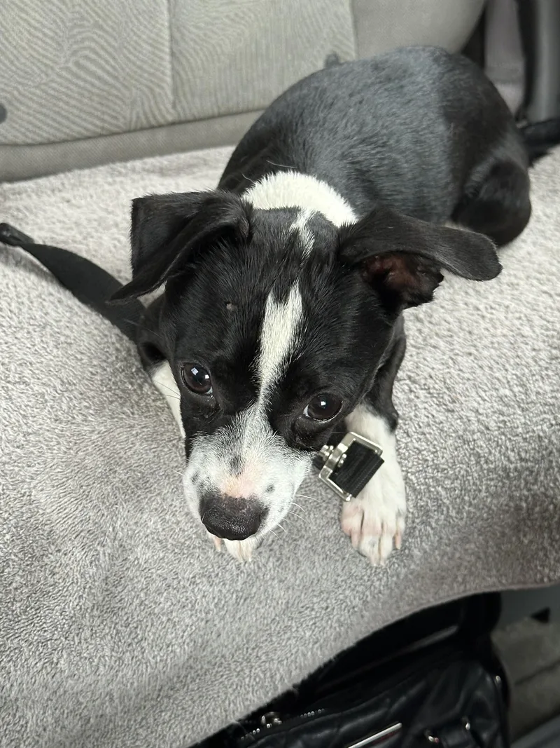 A young small-sized male Chihuahua dog named Oreo for adoption in Citrus Springs, FL