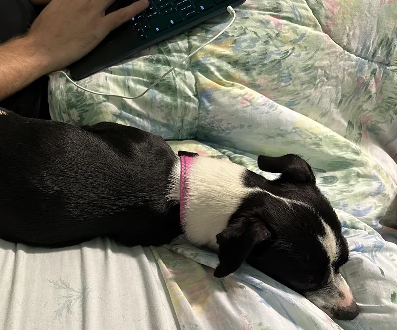 Oreo thumbnail 5