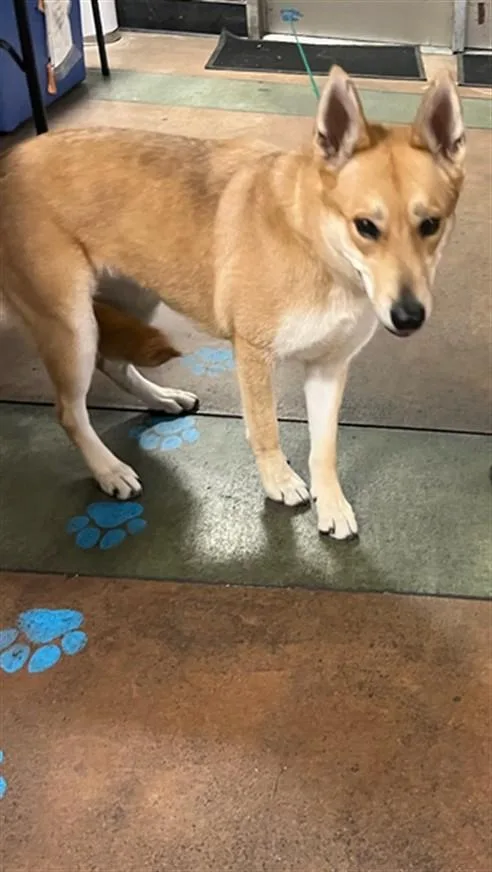 An adult medium-sized female German Shepherd Dog dog named Gloria for adoption in Van Nuys, CA