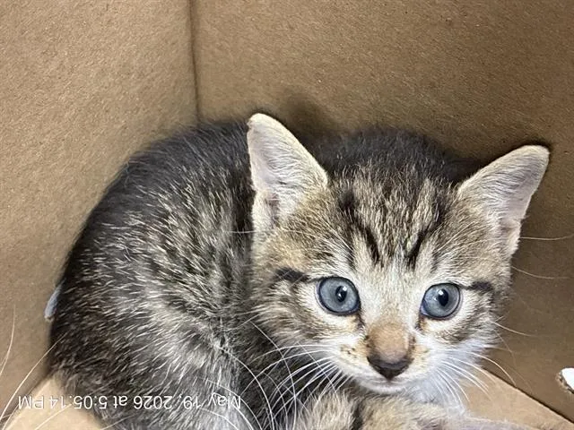 A baby small-sized male Domestic Short Hair cat named Darius for adoption in Ocala, FL