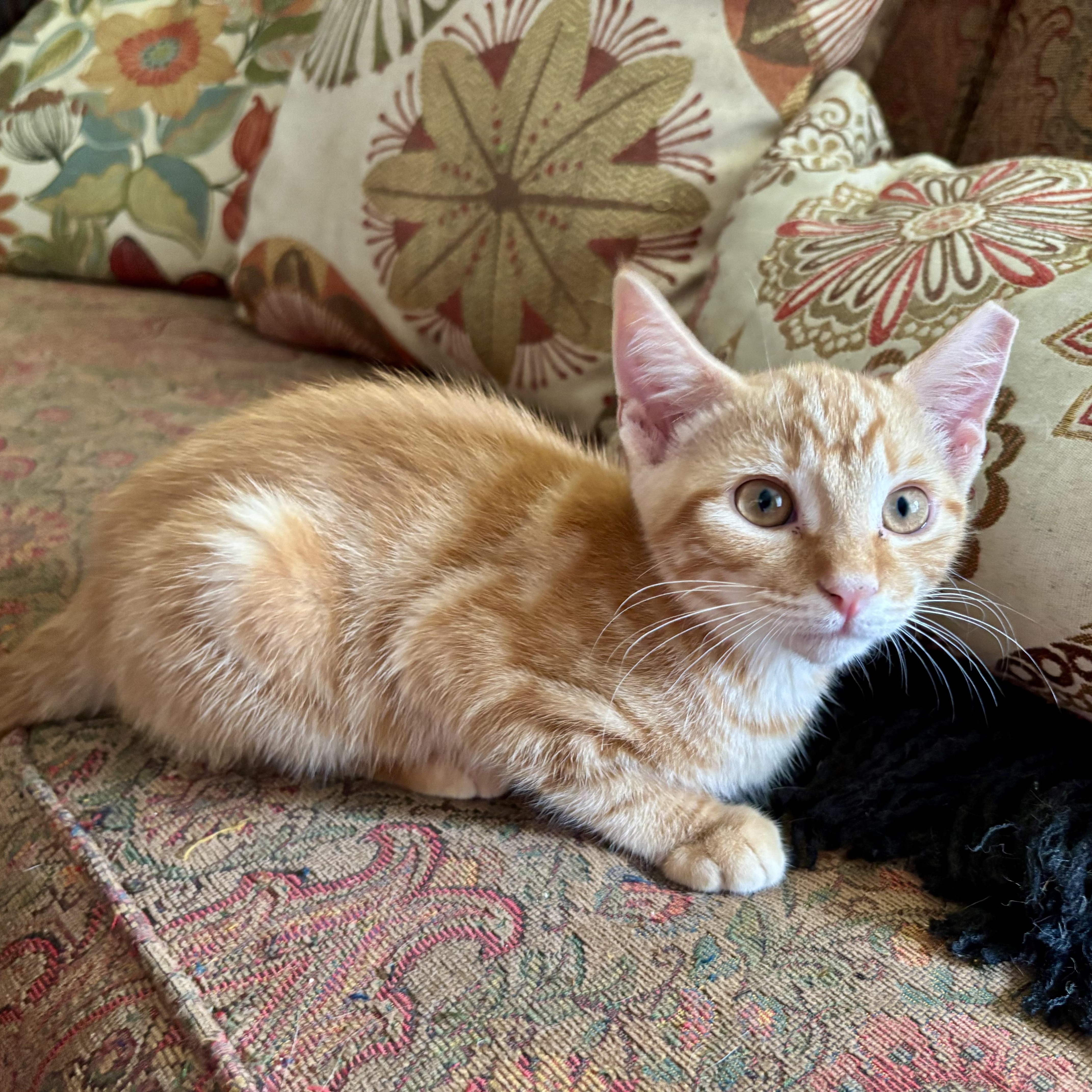 A baby small-sized female Tabby (Orange / Red) Domestic Short Hair cat named Canyon Dusk for adoption in Richmond, VA