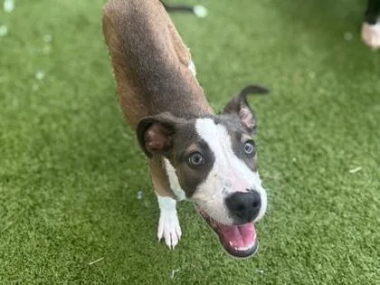 A baby medium-sized male Terrier dog named Kip for adoption in Gainesville, FL