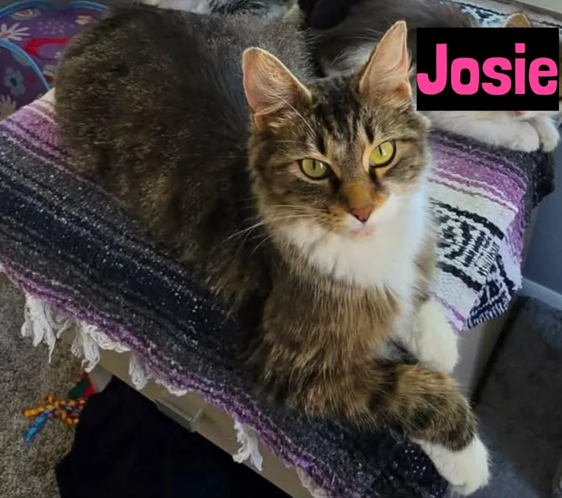 A baby medium-sized female Domestic Medium Hair cat named Josie for adoption in Grand Rapids, MI
