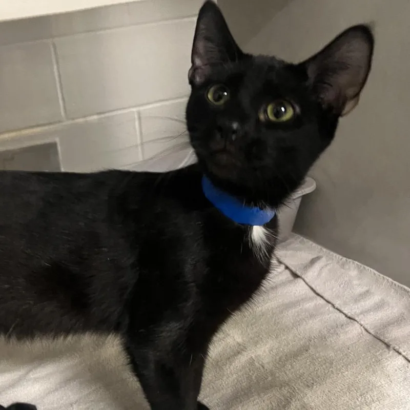 A young medium-sized male Black Domestic Short Hair cat named Dylan for adoption in Fairport, NY