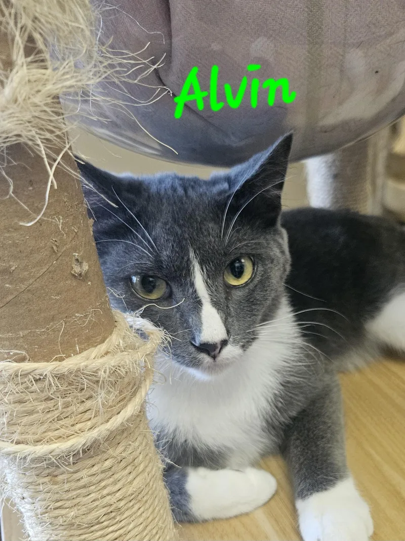 A young medium-sized male Gray & White Domestic Short Hair cat named Alvin for adoption in Orange, CA