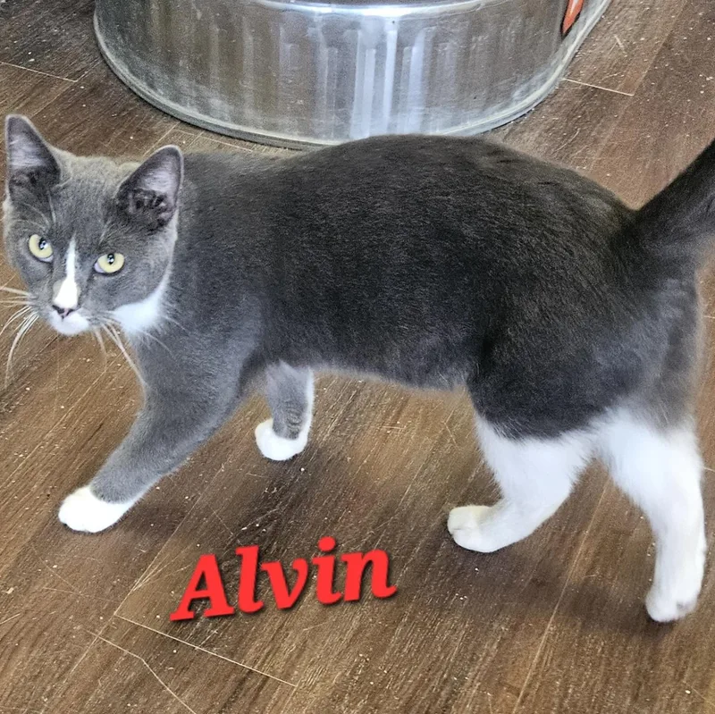 Alvin thumbnail 3