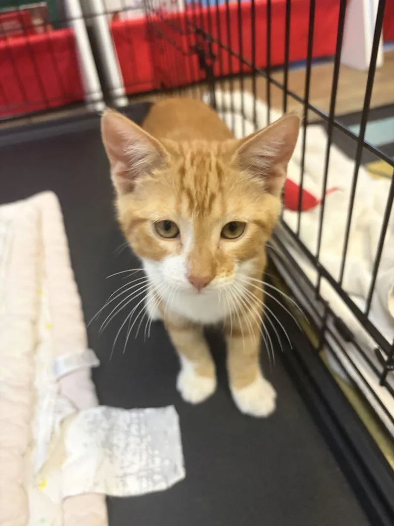 A baby medium-sized male Orange & White Domestic Short Hair cat named Oliver for adoption in Social Circle, GA