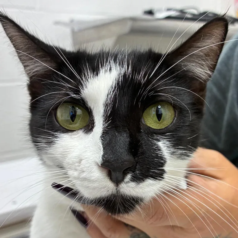 An adult medium-sized female White Domestic Short Hair cat named Beth for adoption in Corpus Christi, TX