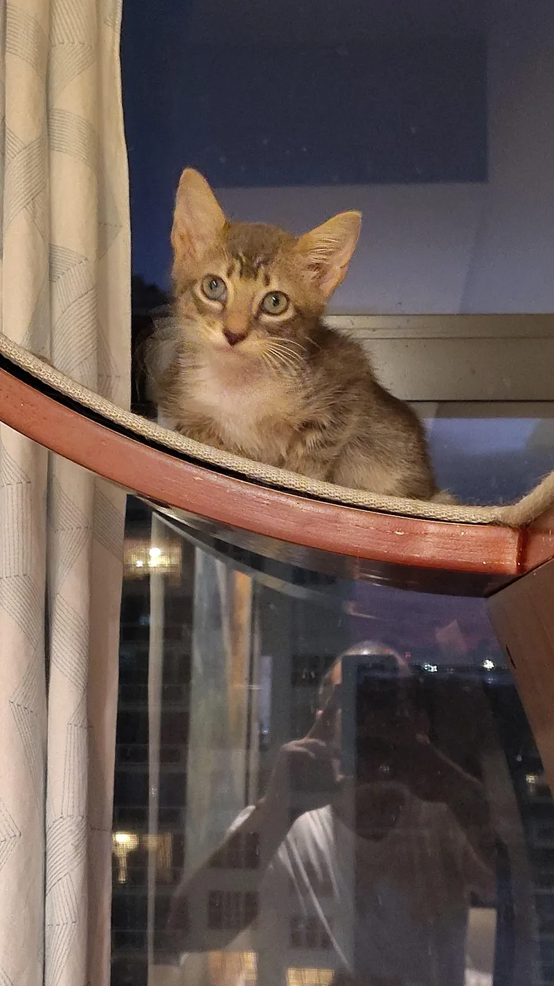 A baby medium-sized male Gray / Blue / Silver Domestic Short Hair cat named Forest for adoption in Miami, FL