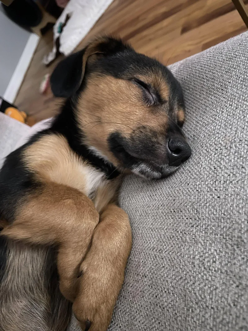 Miss Coco thumbnail 2