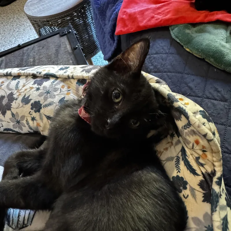 Pippin Joy  Friendly thumbnail 2