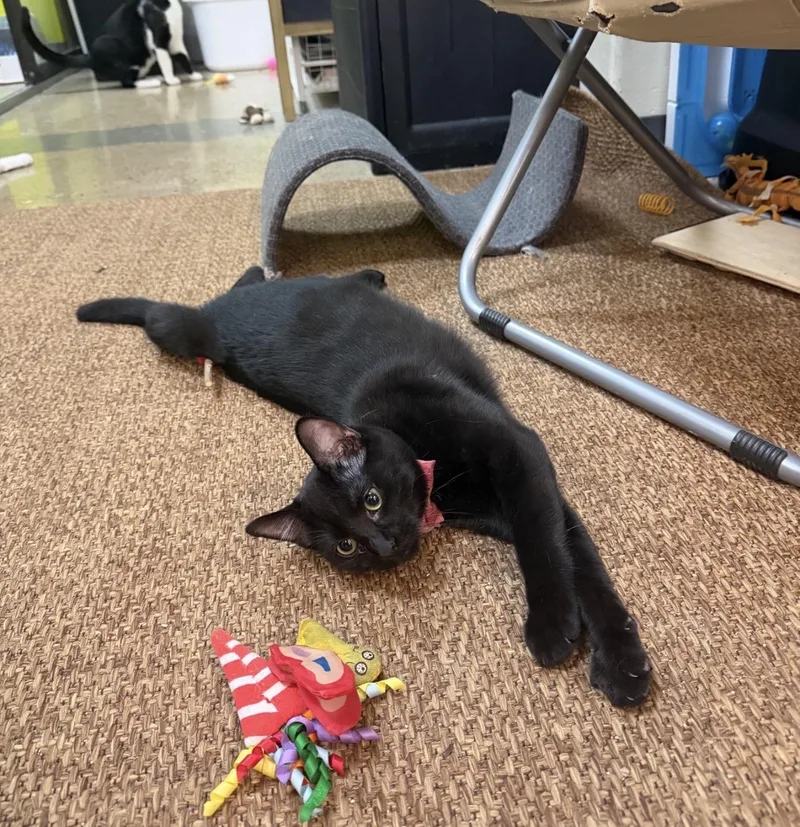 Pippin Joy  Friendly