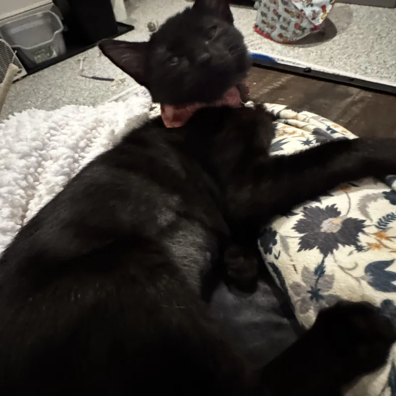 Pippin Joy  Friendly thumbnail 4