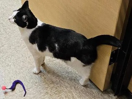 Mickey Witwicky thumbnail 2