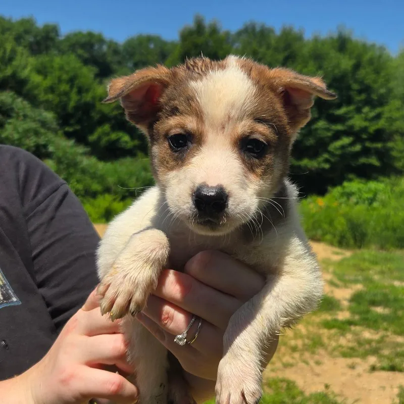 A baby medium-sized male White / Cream Mixed Breed dog named CT Chile for adoption in Stormville, NY