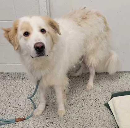 An adult extra large-sized female White / Cream Great Pyrenees dog named Cotton Candy for adoption in Kansas City, MO