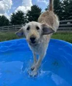 An adult medium-sized female Apricot / Beige Labradoodle dog named Ellie Mae for adoption in Sardinia, OH