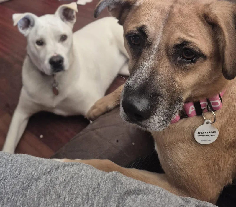 An adult medium-sized female Mixed Breed dog named Sol for adoption in San Jose, CA