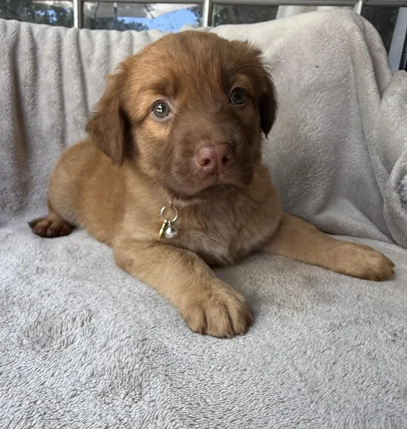 A baby large-sized female Golden Retriever dog named Clementine for adoption in Warr Acres, OK