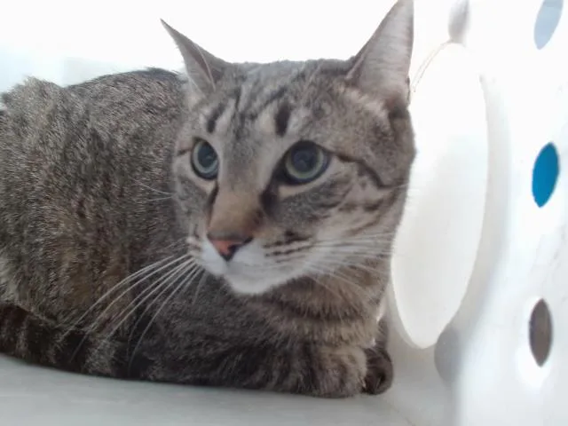 An adult large-sized female Domestic Short Hair cat named Bonnie for adoption in Albuquerque, NM