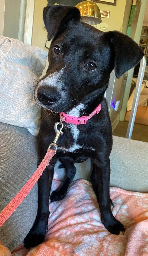 A baby medium-sized female Labrador Retriever dog named Jettie for adoption in Bloomfield, CT