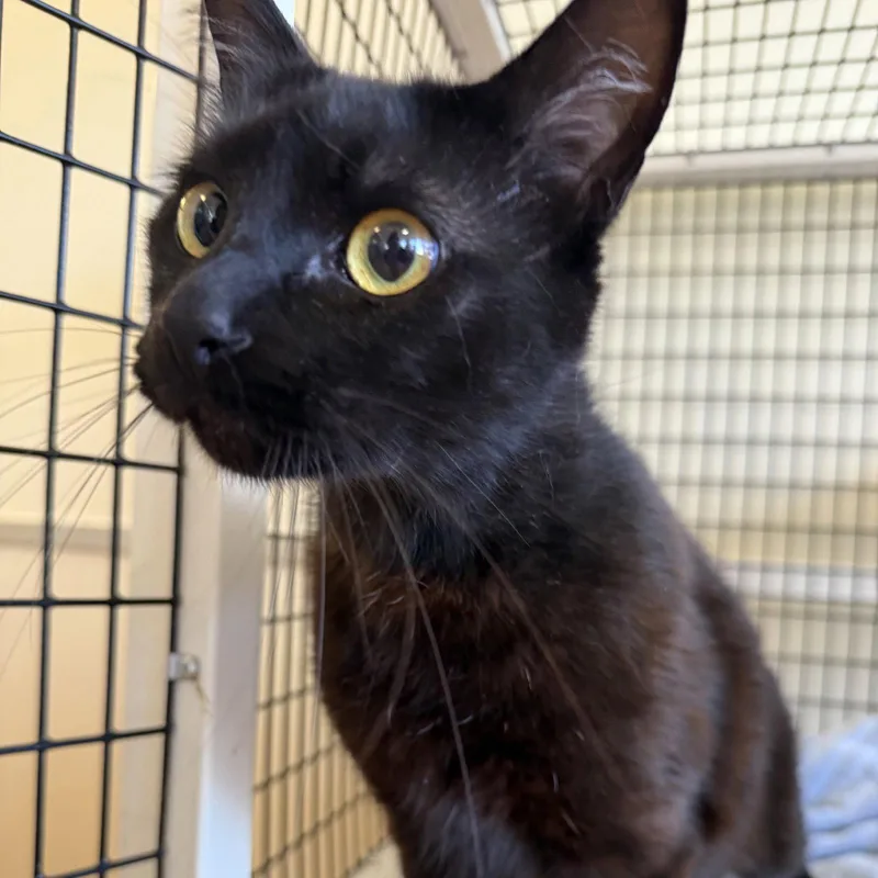 An adult large-sized male Black Domestic Short Hair cat named Otis for adoption in Burlingame, CA
