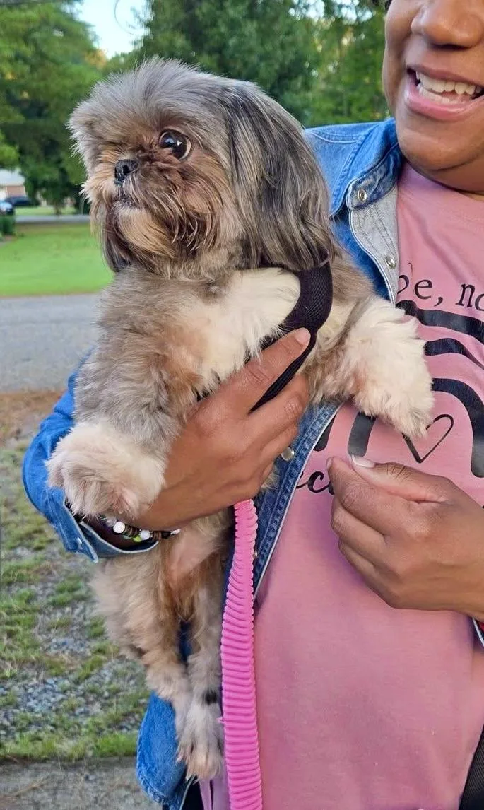 A young small-sized female Shih Tzu dog named Lu lu for adoption in Norfolk, VA