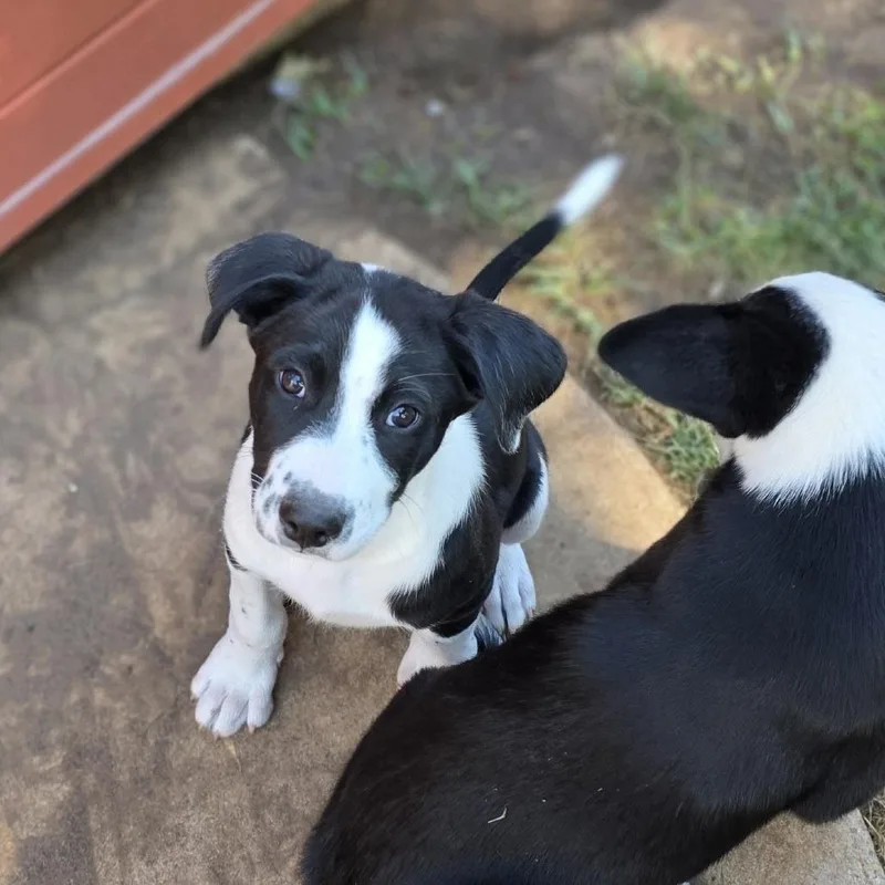 A baby medium-sized male Black German Shepherd Dog dog named Bourbon for adoption in Midland, TX