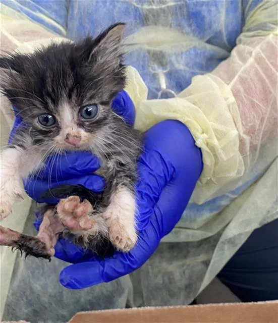 A baby medium-sized female Domestic Short Hair cat named Finn for adoption in Dallas, TX
