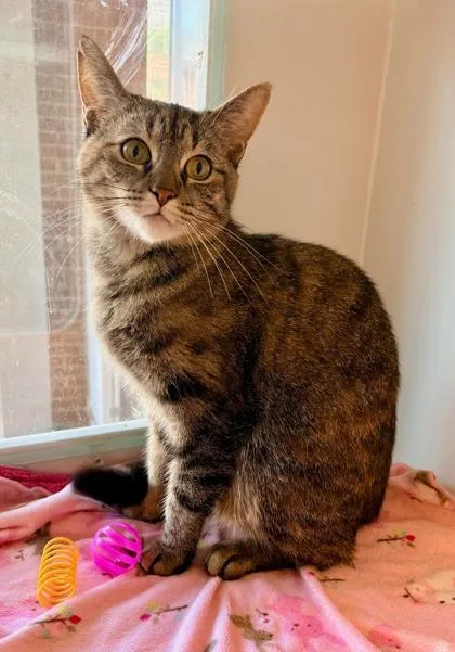 An adult small-sized female Domestic Short Hair cat named Izzy for adoption in Fairfax, VA