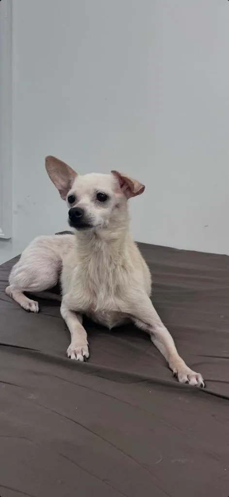 An adult medium-sized male Chihuahua dog named Jo Jo for adoption in Cambridge, MD
