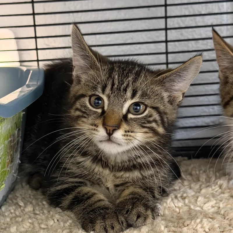 A baby small-sized male Black Domestic Short Hair cat named Bodhi for adoption in Hampton Bays, NY