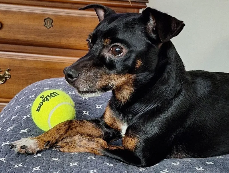 An adult small-sized male Tricolor (Brown, Black, & White) Miniature Dachshund dog named Kingston for adoption in Gulfport, FL