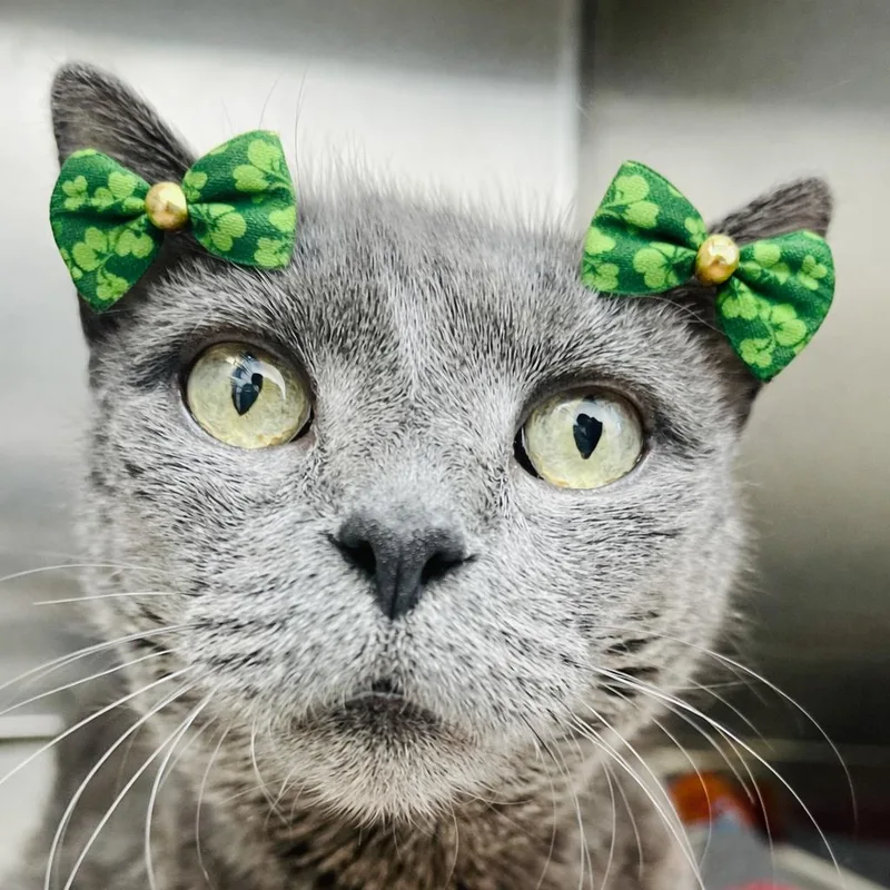 A senior large-sized female Gray / Blue / Silver Domestic Short Hair cat named Sasha for adoption in Bensalem, PA