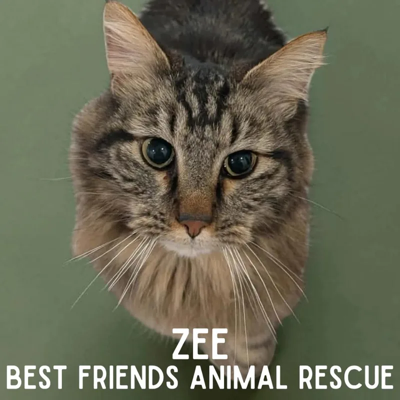 Zee