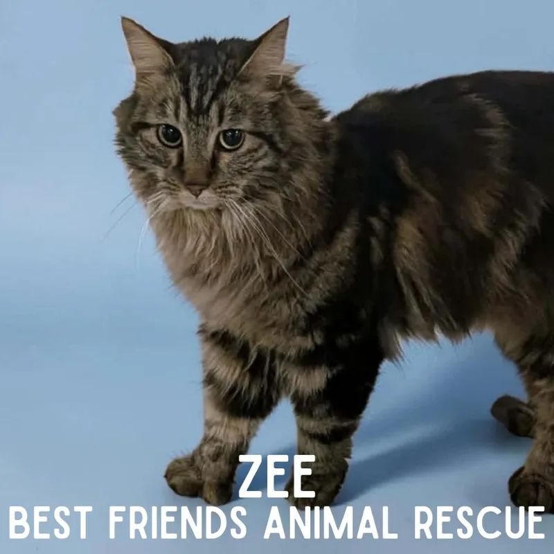 Zee thumbnail 2