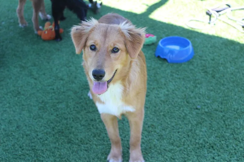 A baby medium-sized female Golden Retriever dog named Adella for adoption in Chestertown, MD