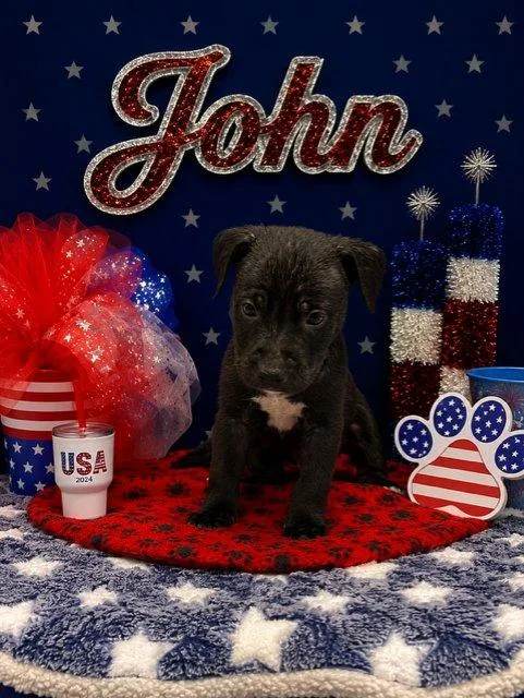 A baby small-sized male Black Mixed Breed dog named John for adoption in Raleigh, NC