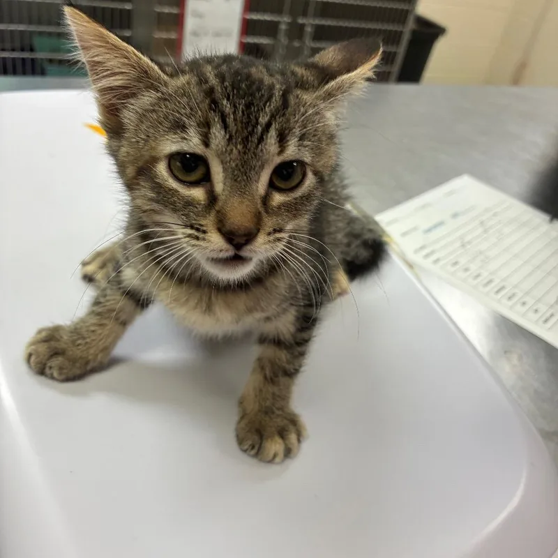 A baby small-sized female Domestic Short Hair cat named Kristen for adoption in Middleburg, FL